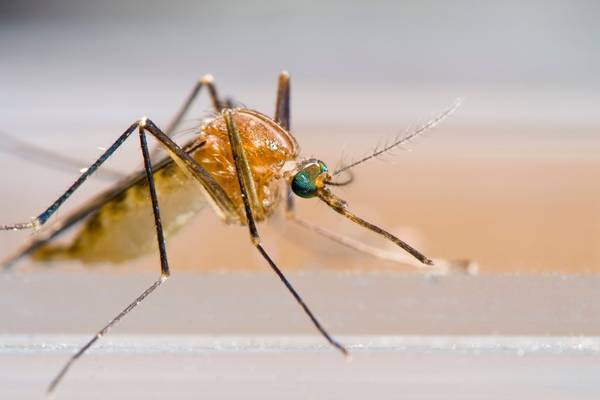 Should I Worry About Getting West Nile Virus?