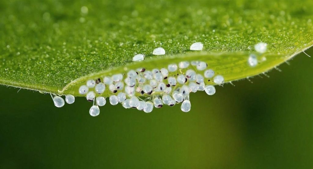 pest egg sacs on the underside of leaves of a garden plant controlled by Greenbug